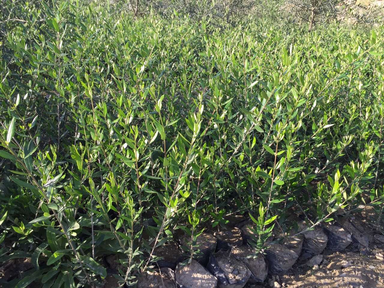 诺切阿纳油橄榄树苗品种 